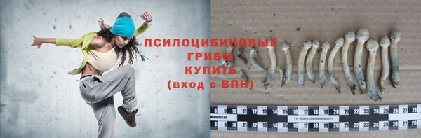 хмурый Аркадак